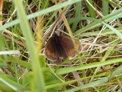 Erebia epiphron