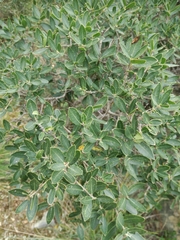 Rhamnus alaternus