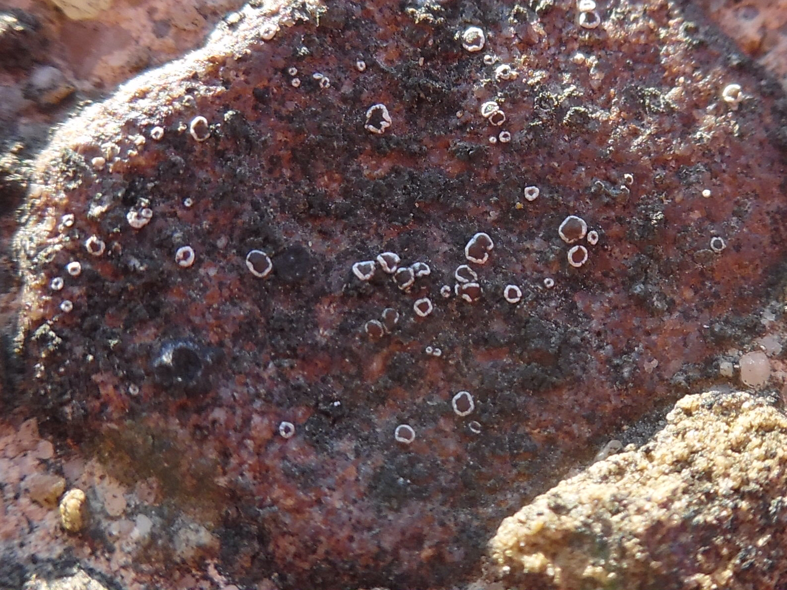 Myriolecis dispersa image