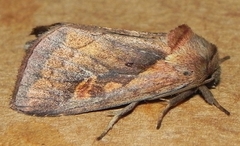 Bellura densa