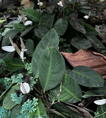 Fleur de neige (Spathiphyllum floribundum)