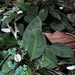 Snow Flower (Peace Lily) - Photo (c) Marcos Mortara, some rights reserved (CC BY-NC), uploaded by Marcos Mortara