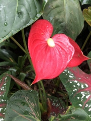 Anthurium andraeanum
