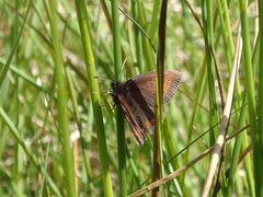 Erebia epiphron
