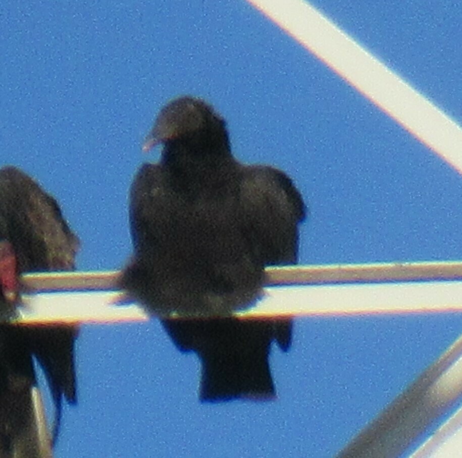 Black Vulture from LCRA Substation, Lexington, Lee Co, TX, USA on