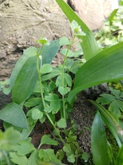 Veronica hederifolia-sublobata-triloba