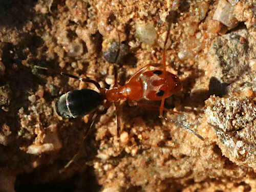 Bicolored Pyramid Ant photo 6