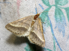 Isturgia arenacearia