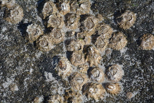 Notochthamalus scabrosus