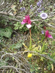 Anacamptis papilionacea
