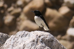Oenanthe albonigra