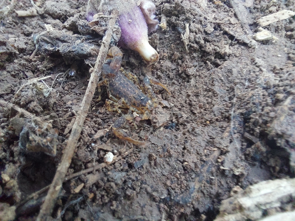 Tityus paraguayensis
