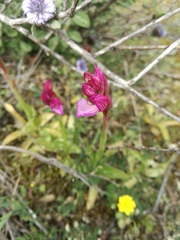 Anacamptis papilionacea