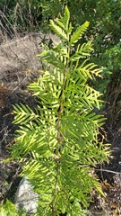 Woodwardia fimbriata image