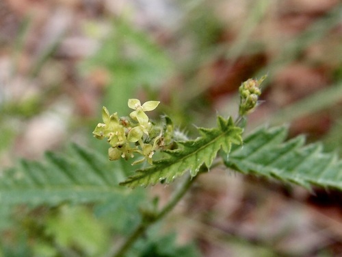 Image of Tragia nepetifolia by (c) Sue Carnahan, some rights reserved (CC BY)