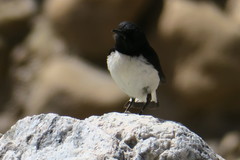 Oenanthe albonigra