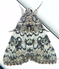 Catocala connubialis