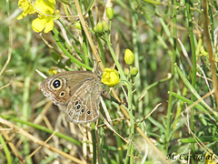 Pampasatyrus gyrtone