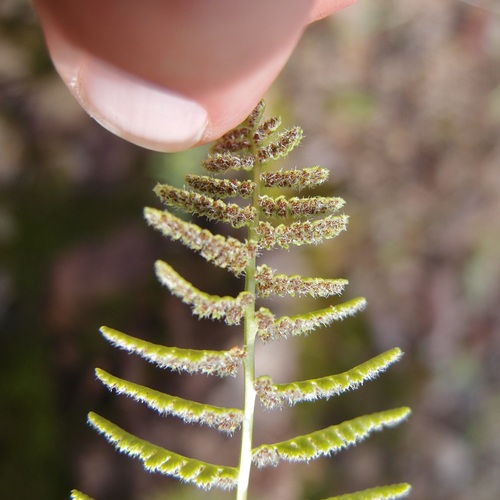 Image of Woodsia phillipsii by (c) Sue Carnahan, some rights reserved (CC BY)