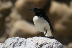 Oenanthe albonigra