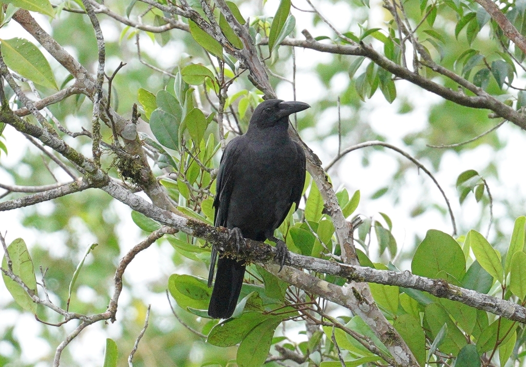 Sunda Crow photo