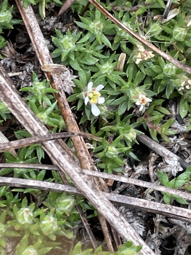 Littleleaf pixiemoss (Pyxidanthera brevifolia)