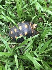 Chelonoidis carbonarius