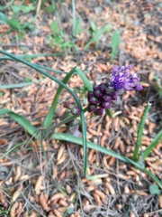 Muscari comosum