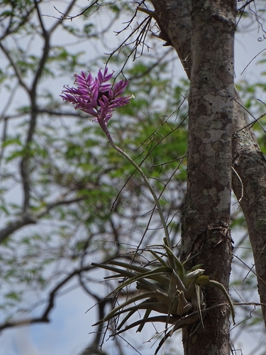 Tillandsia cacticola, photograph 3