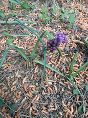 Muscari comosum