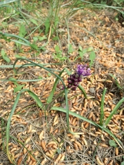 Muscari comosum