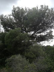 Pinus