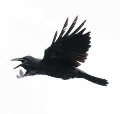 Slender-Billed Crow photo 2