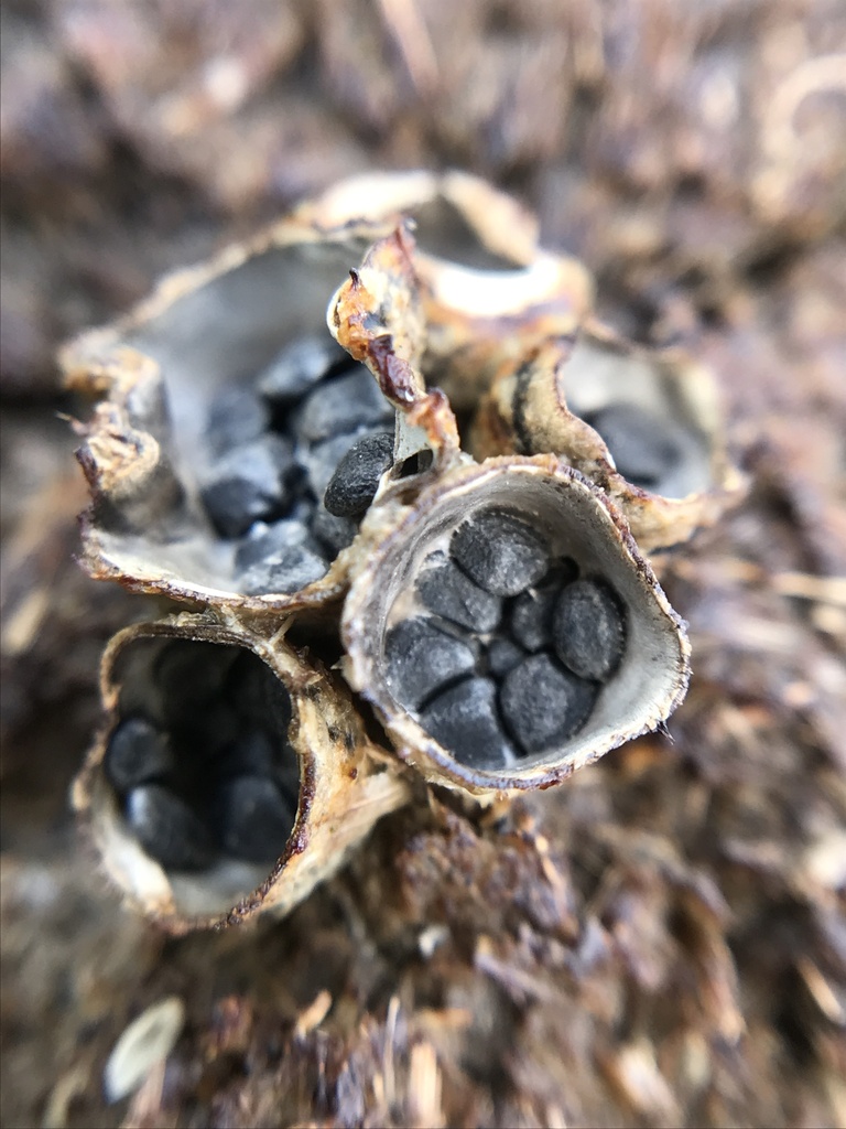Cyathus stercoreus · November 2023 · photo: © tutitah (iNaturalist, cc0)