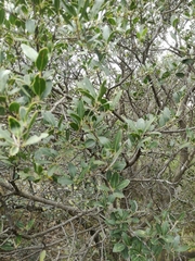 Phillyrea latifolia