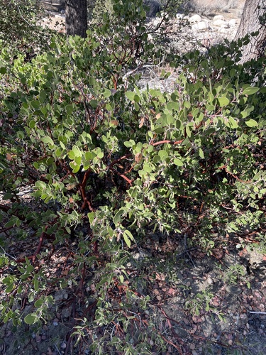 Arctostaphylos parryana, photograph 5