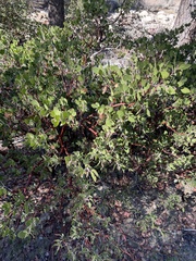 Arctostaphylos parryana, photograph (c) TEAMVALOR786 Succulents and cacti, The future of nature is in your hands, some rights reserved (CC BY)
