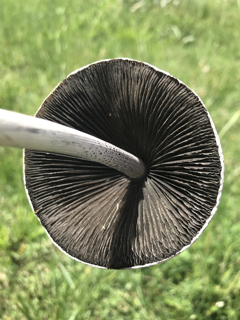 Panaeolus antillarum · November 2023 · photo: © tutitah (iNaturalist, cc0)