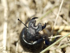 Lethrus apterus