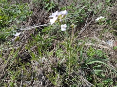 Cardamine pratensis