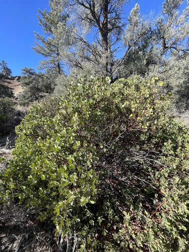 parry manzanita (Arctostaphylos parryana)