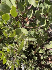 Arctostaphylos parryana, photograph (c) TEAMVALOR786 Succulents and cacti, The future of nature is in your hands, some rights reserved (CC BY)