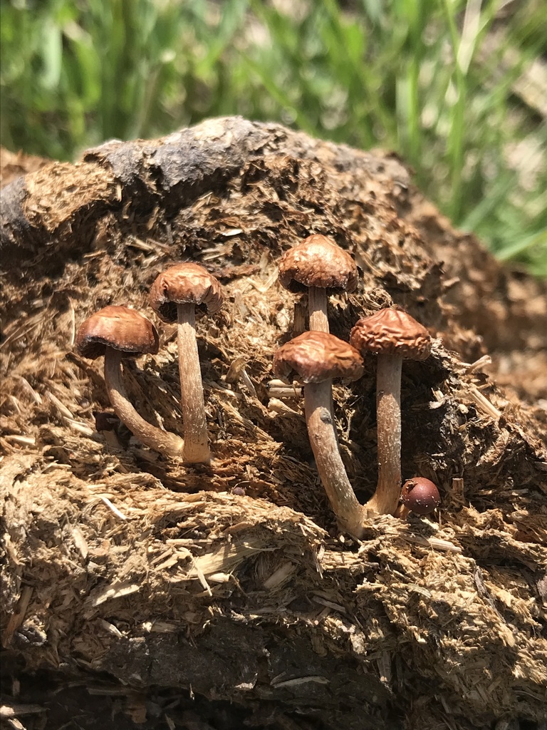 Deconica coprophila · November 2023 · photo: © tutitah (iNaturalist, cc0)
