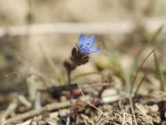 Veronica triphyllos