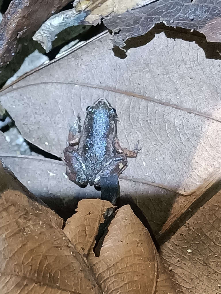 Haddad's Humming Frog