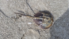 Carcinoscorpius rotundicauda