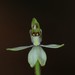 Caladenia minor - Photo (c) Steve Reekie, some rights reserved (CC BY-NC), uploaded by Steve Reekie