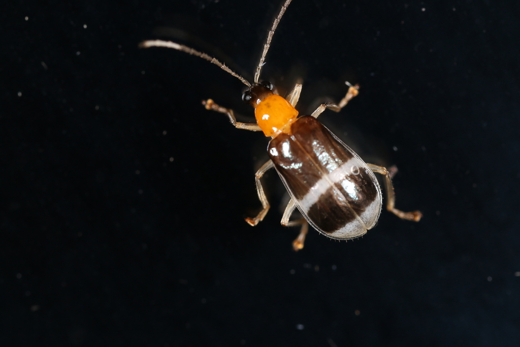 Diabrotica caveyi