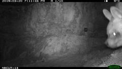 Hyaena hyaena