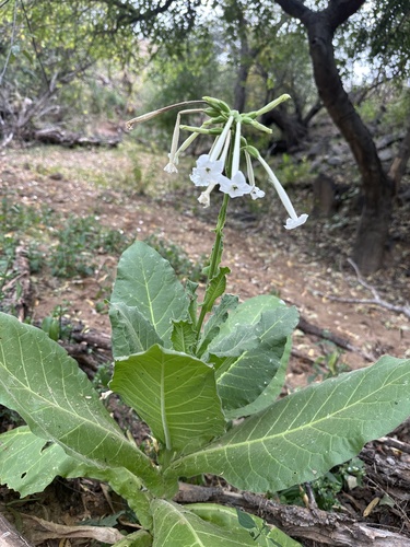 Nicotiana sylvestris